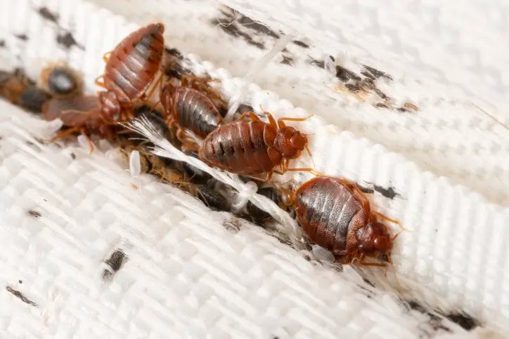 Bed Bugs: The Hidden Threat in Your&nbsp;Home